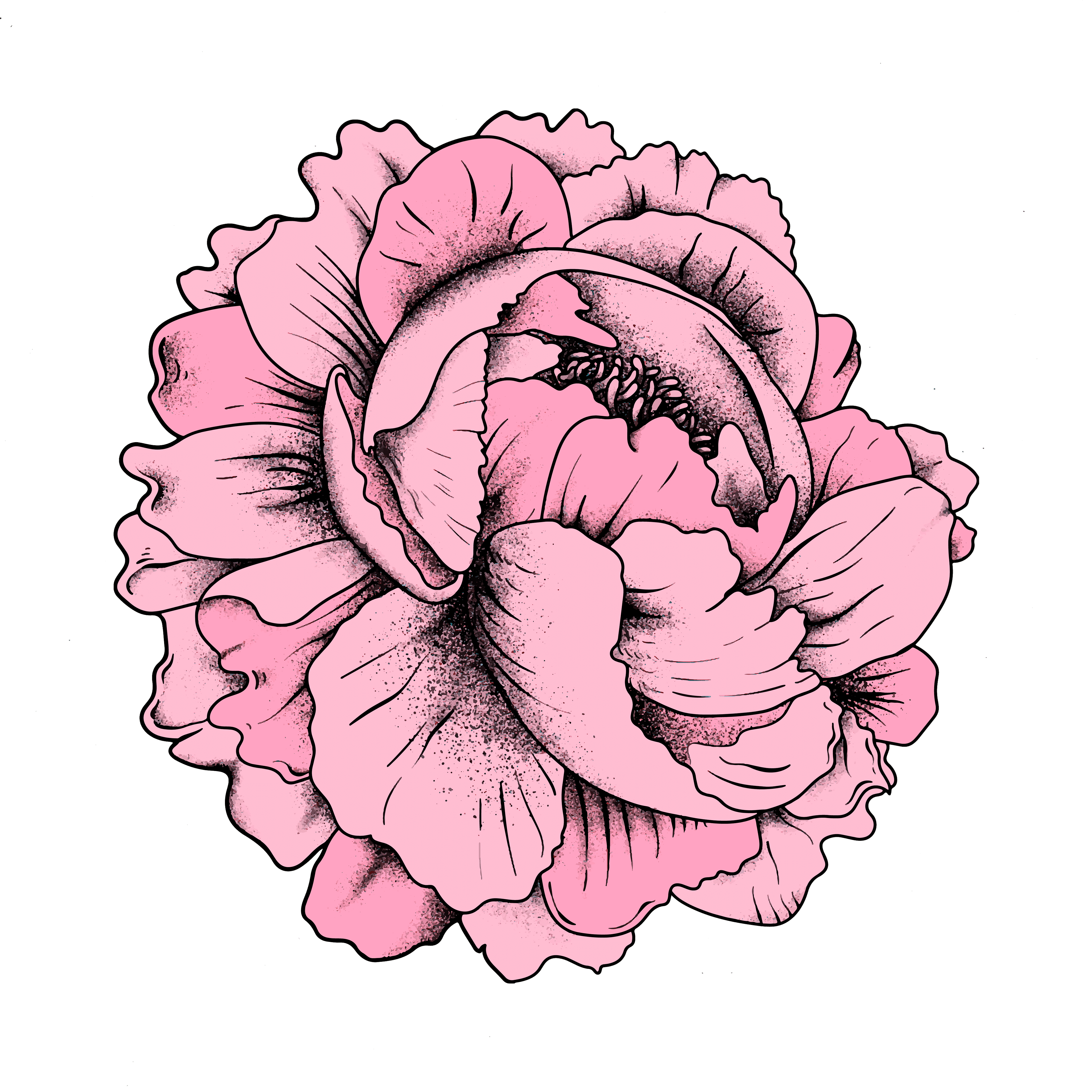 Rosa Blume
